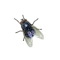 Flying bug